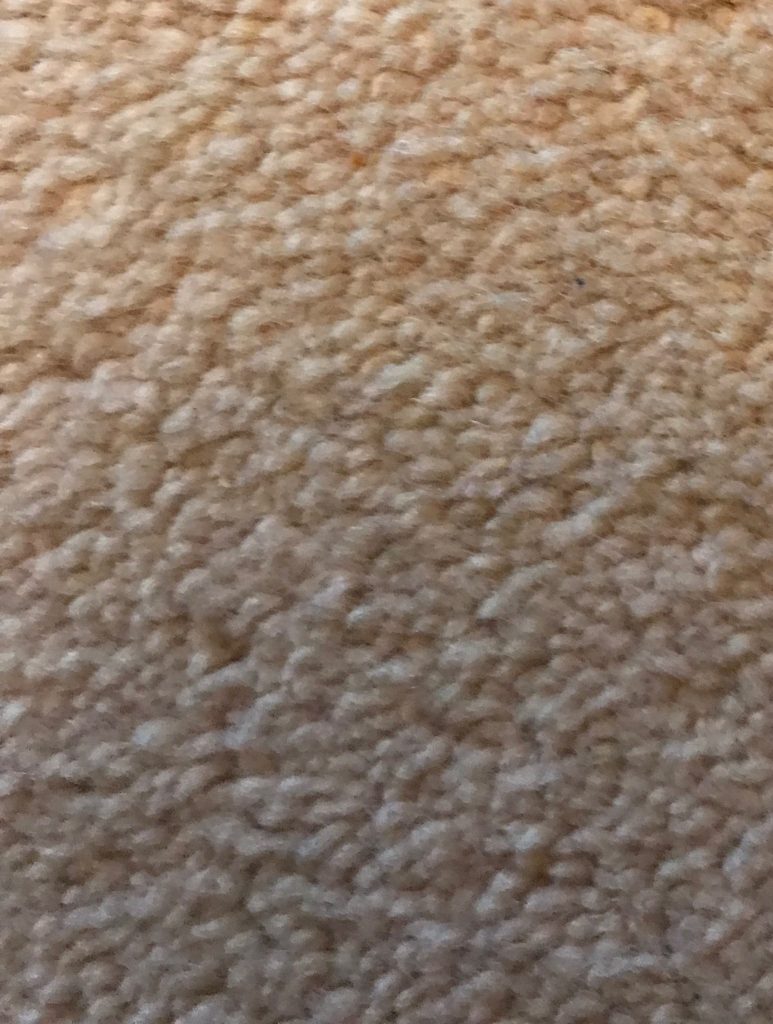 plain carpet after floof is all vacuumed up